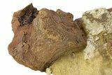 Fossil Dinosaur Bones & Tendons in Sandstone - Wyoming #292619-1